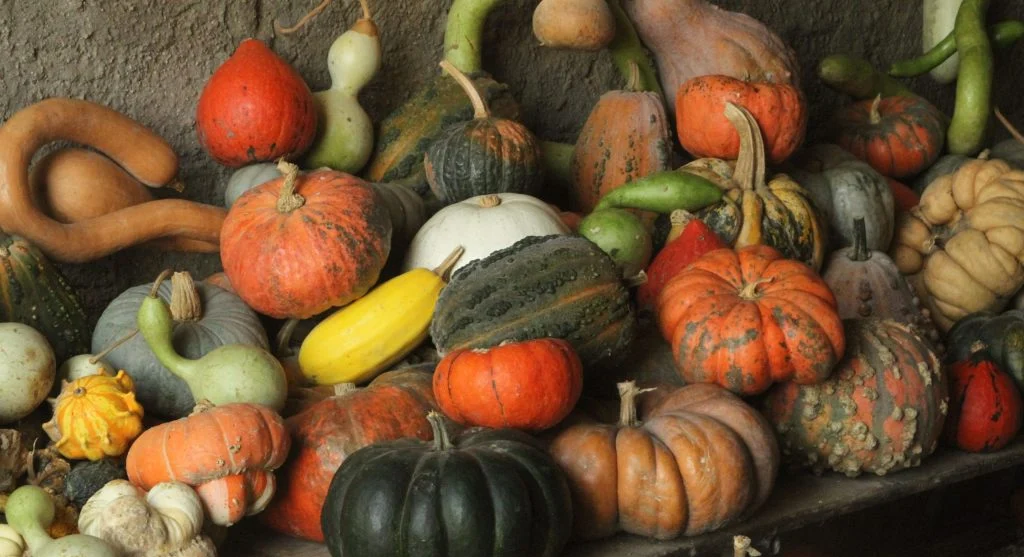 Mix of heirloom and hybrid vegetables displayed together showing diversity
