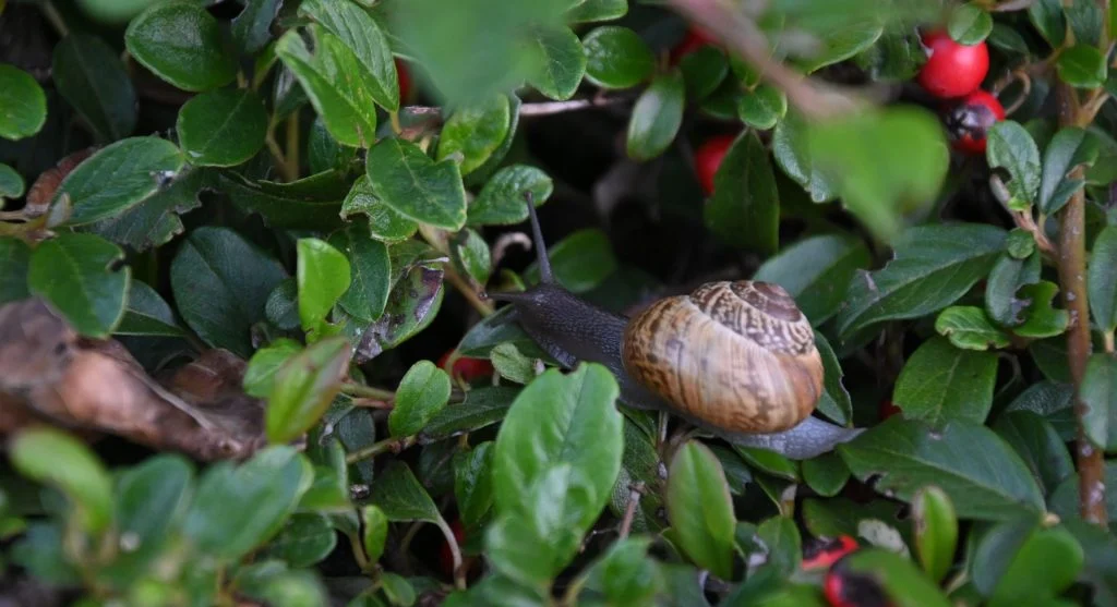 How to Manage Slugs and Snails in the Garden Without Harmful Chemicals