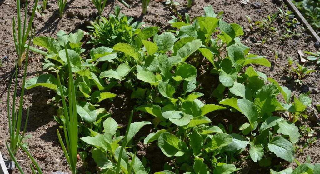 Why Raised Bed Soil Sinks Over Time and the Correct Way to Replenish It