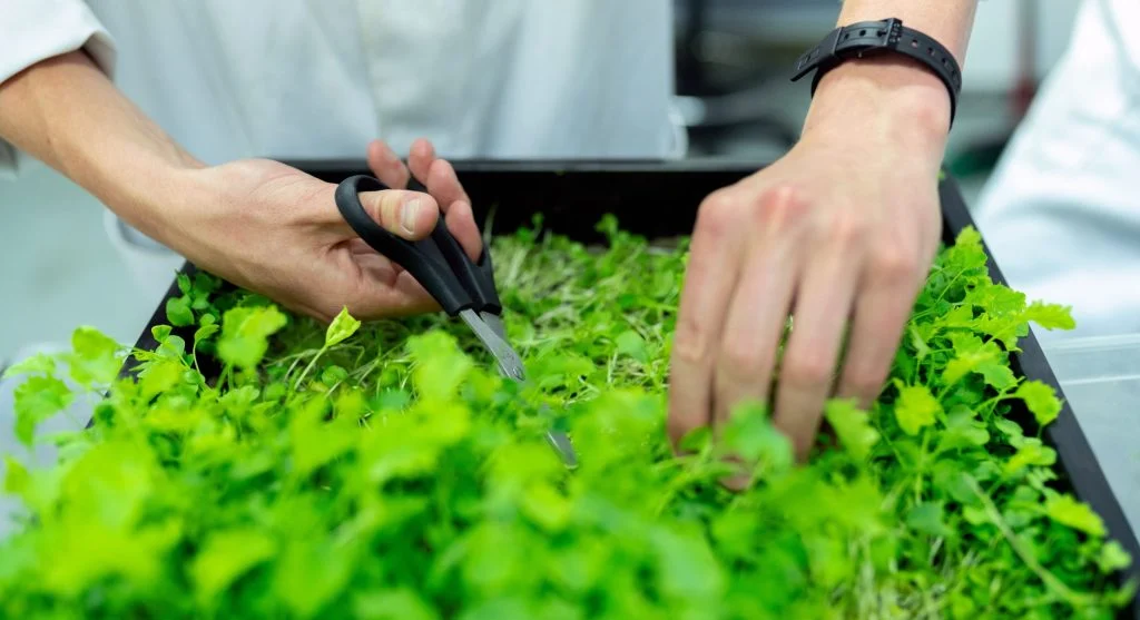 Several varieties of microgreens growing in shallow trays — sunflower, pea, radish