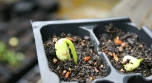 How to Build a Simple Indoor Seed Starting Station for Under 50 Dollars