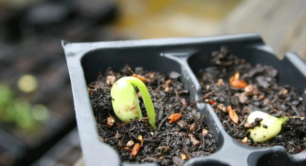 How to Build a Simple Indoor Seed Starting Station for Under 50 Dollars