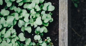 How to Set Up a Productive Square Foot Garden in a Single Weekend