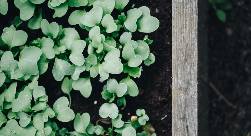 Why Raised Bed Soil Sinks Over Time and the Correct Way to Replenish It