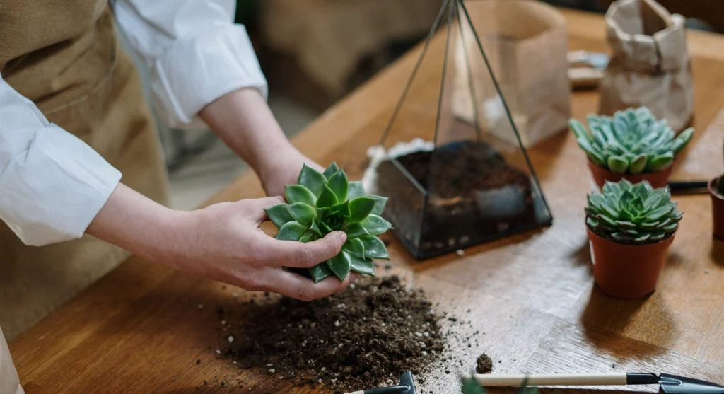 Succulent leaves on soil surface with tiny new rosettes growing at the base