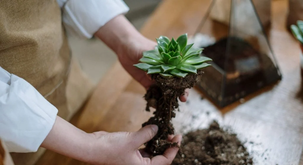 Succulent leaves on soil surface with tiny new rosettes growing at the base