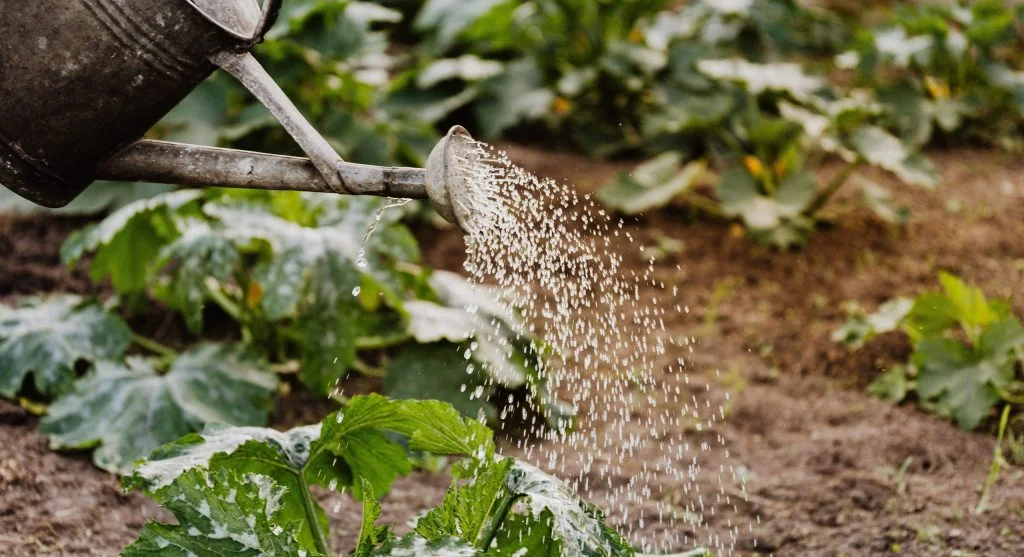 Diluted weed tea being poured from a watering can around vegetable plants