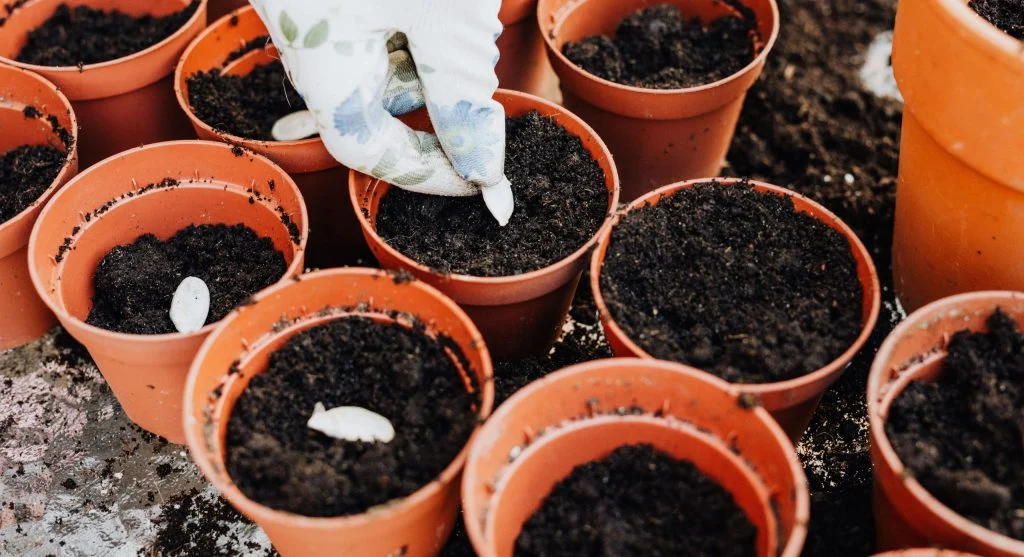 How to Test Old Seeds for Viability Before Wasting Time Planting Them