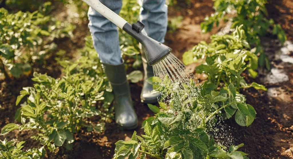 What Mycorrhizal Fungi Do for Plants and How Gardeners Can Encourage Them
