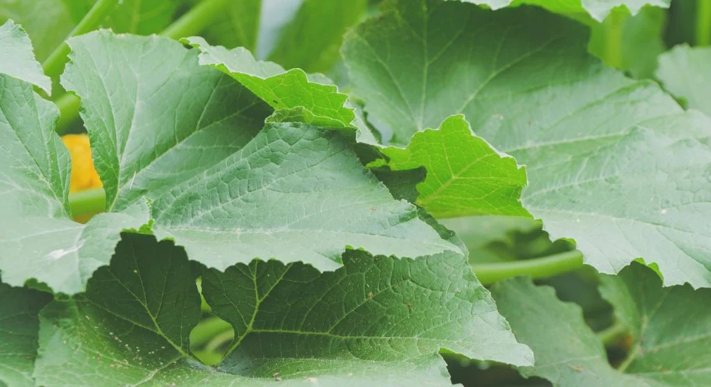 Healthy green plant leaves for comparison against damaged leaves 