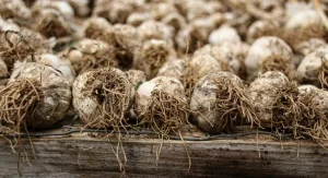 The Complete Guide to Growing Garlic From Planting to Harvest and Long-Term Storage
