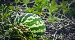 How to Grow Watermelons in a Small Garden Using Containers and Trellises