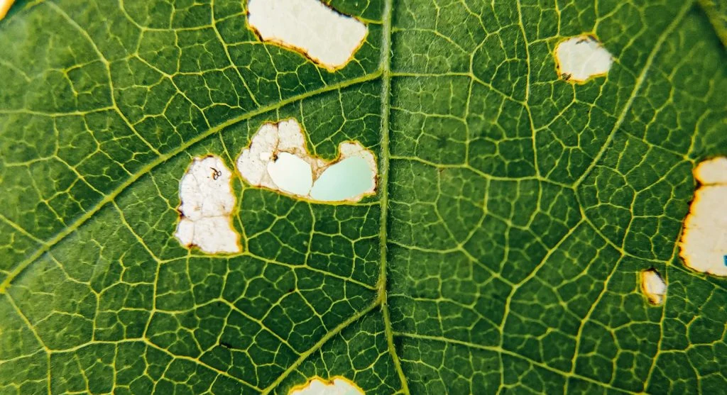 Close-up of leaf miner damage showing tunnels between leaf surfaces