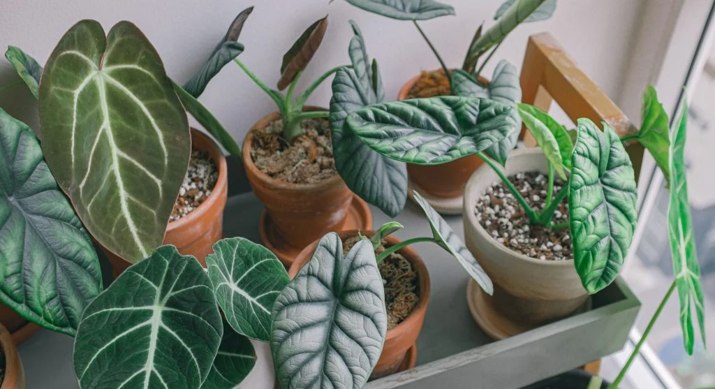 Tiered arrangement of grouped houseplants with varied heights, textures, and leaf colors