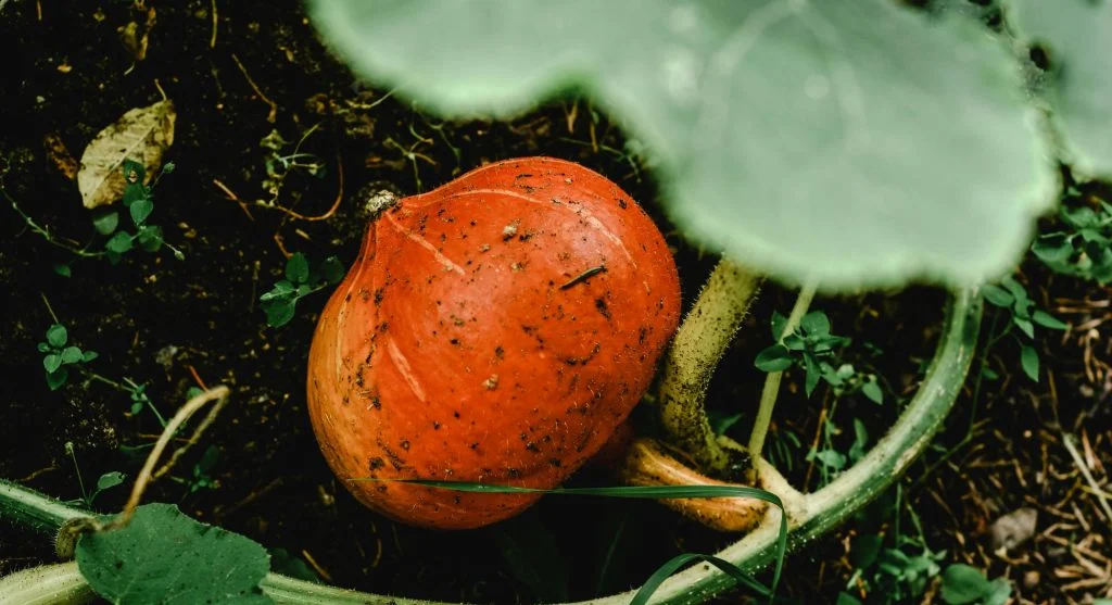 Close-up of squash vine stem base showing sawdust-like frass from borer activity