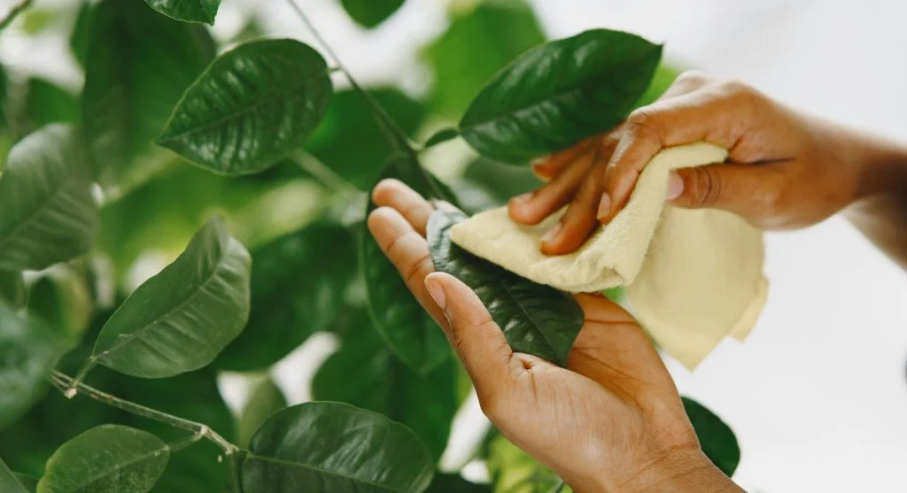 Healthy, glossy houseplant leaves after cleaning, reflecting light naturally
