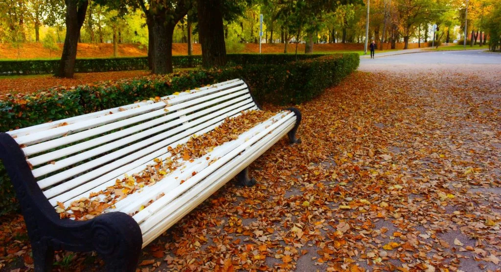 Shredded leaves spread thickly across empty garden beds in autumn