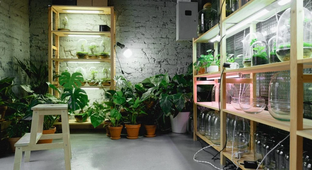 The Beginner's Guide to Choosing the Right Grow Lights for Indoor Plants