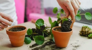 How to Rescue an Overwatered Houseplant Before Root Rot Becomes Fatal