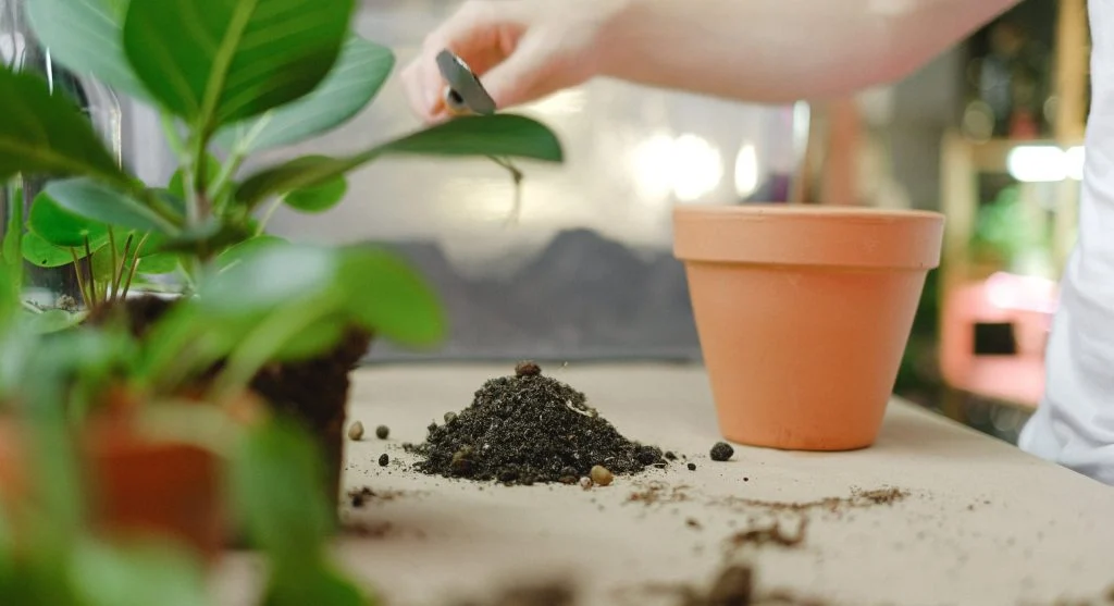 Finger testing soil moisture in a houseplant pot before watering