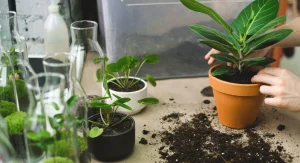How to Grow New Plants From Leaf Cuttings 8 Species That Root Easily