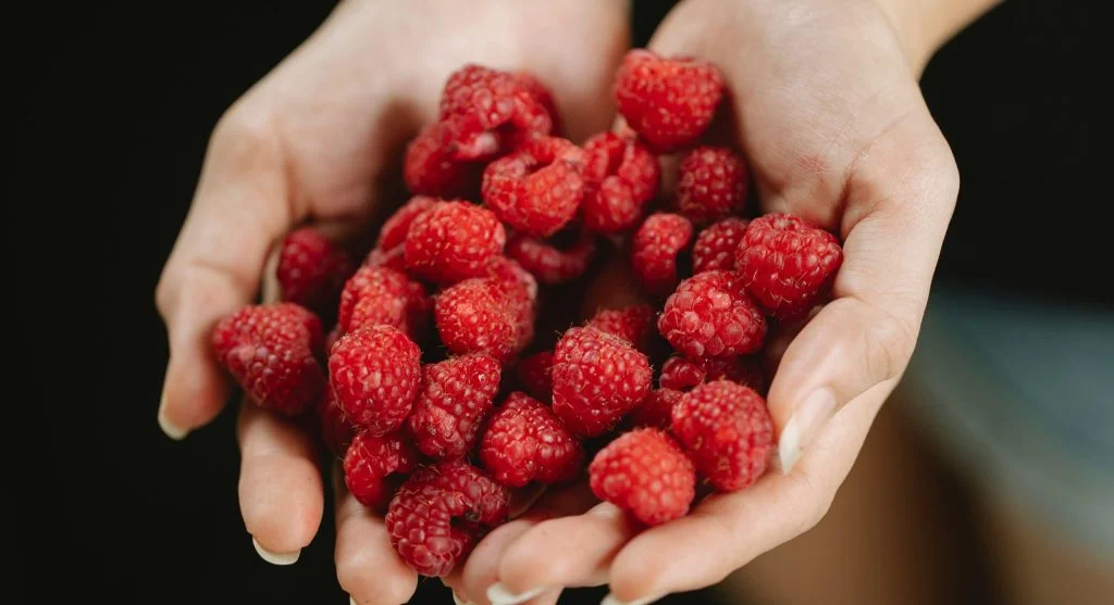Person picking ripe raspberries from a home garden cane into a bowl