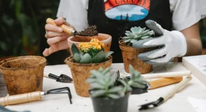 How to Care for Succulents Indoors What Most Guides Get Wrong