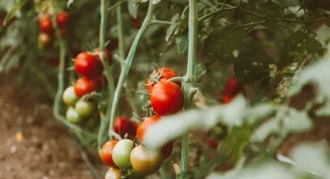 How to Prevent and Treat Tomato Hornworms Without Using Pesticides
