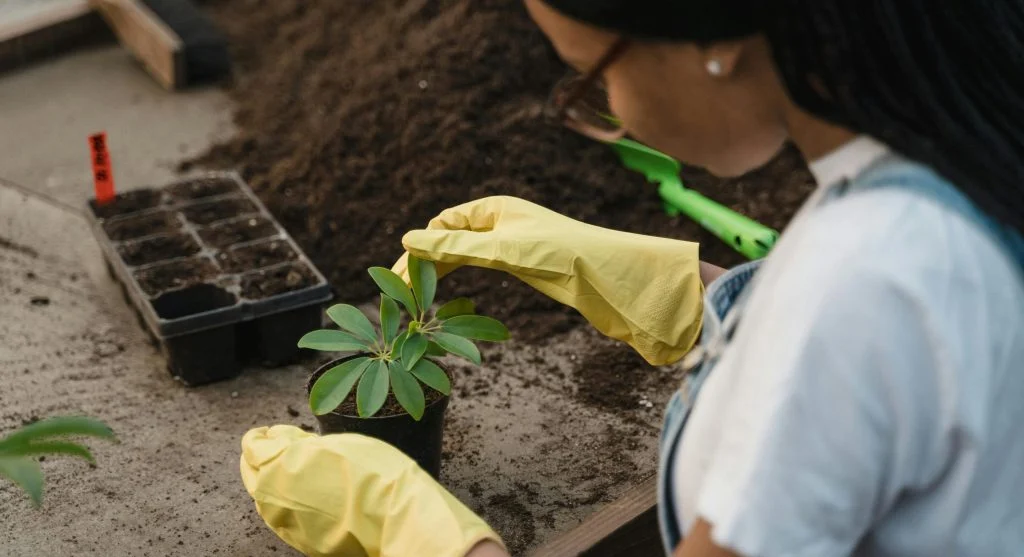 Finger inserted into garden soil to check moisture before watering
