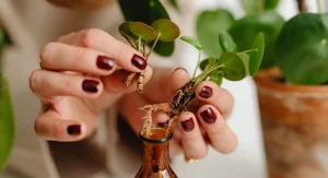 Air Layering: How to Propagate Woody Plants That Refuse to Root From Cuttings