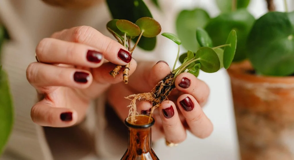 Air Layering: How to Propagate Woody Plants That Refuse to Root From Cuttings