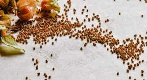 What Hybrid, Heirloom, and Open-Pollinated Seeds Mean and Which to Choose