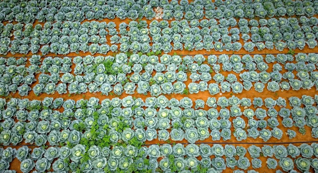 Healthy, diverse vegetable garden with multiple crop families growing in separate sections
