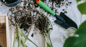 How to Grow New Plants From Leaf Cuttings 8 Species That Root Easily