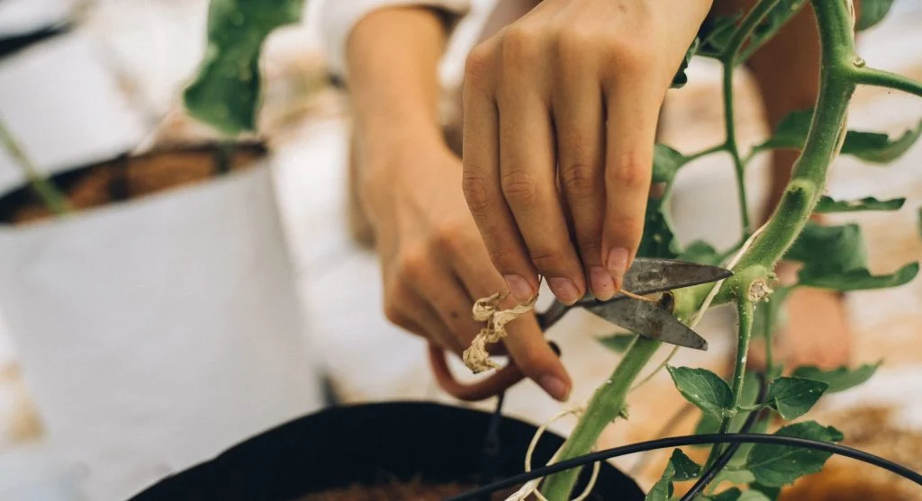 Person cutting microgreens with scissors at the base for kitchen use