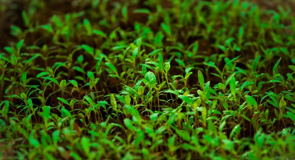Healthy, compact seedlings growing under a grow light with good spacing