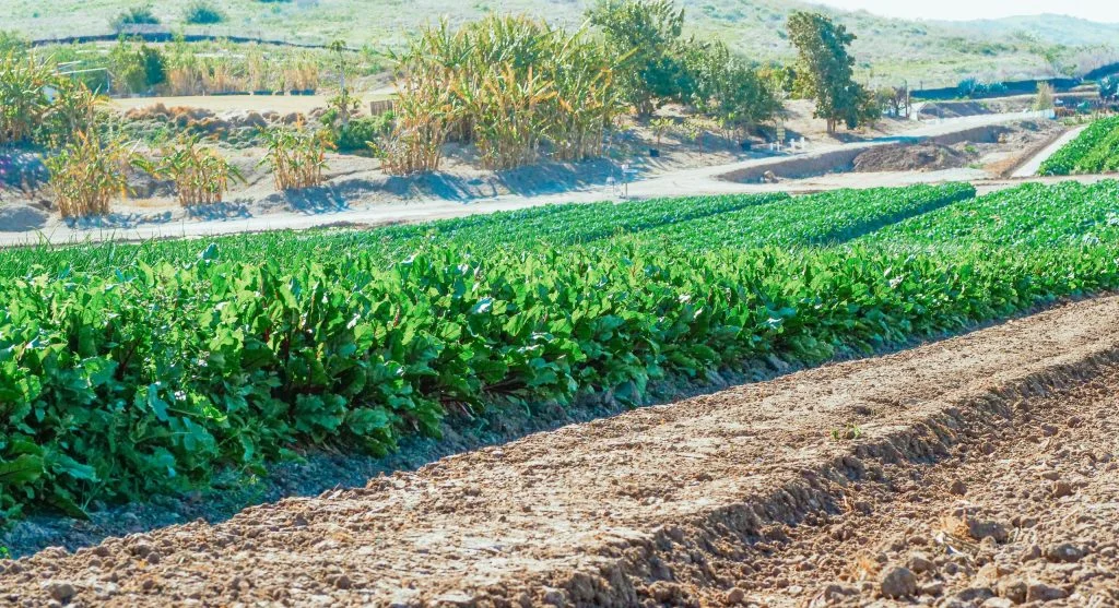 Why Crop Rotation Matters and How to Plan a Simple 4-Year Rotation