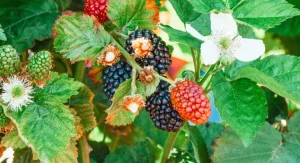 How to Grow Raspberries at Home A Low-Maintenance Perennial Fruit That Produces for Decades
