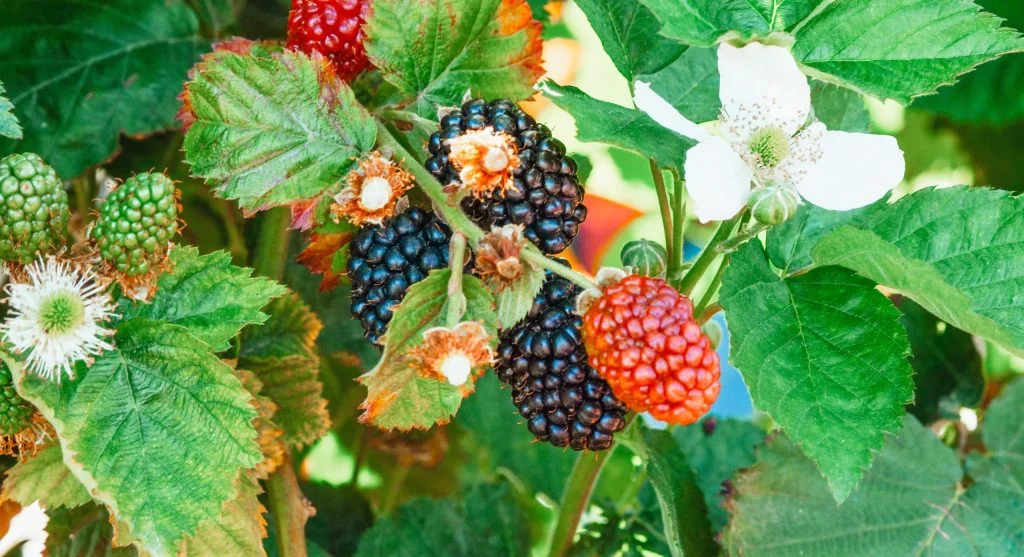 How to Grow Raspberries at Home A Low-Maintenance Perennial Fruit That Produces for Decades