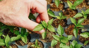 How to Read a Soil Test Report and Turn the Numbers Into Practical Garden Action