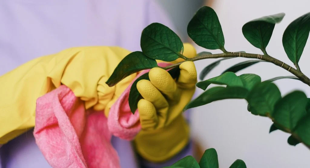 Side-by-side comparison of a dusty houseplant leaf and a freshly cleaned one