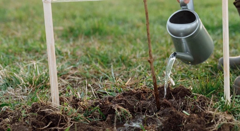 What Biochar Is and How It Can Improve Garden Soil for Decades