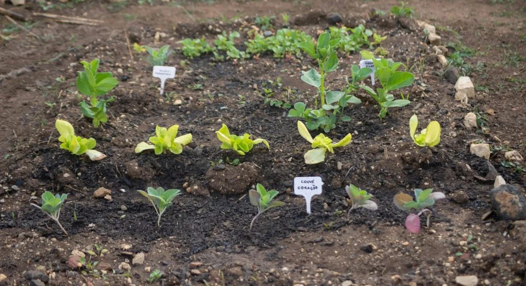Improved sandy garden bed with dark, humus-rich soil and healthy vegetables growing