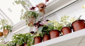 How to Group Houseplants Together for Better Growth, Easier Care, and Striking Displays