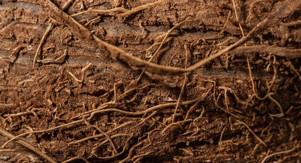 Washed root ball showing contrast between healthy white roots and brown rotten roots