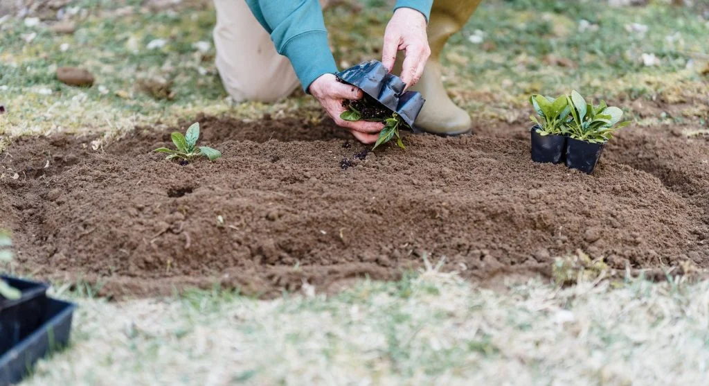 Gardener working dark leaf mold into garden bed soil before planting