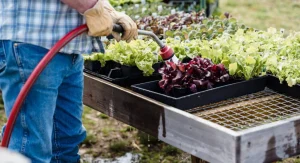 How to Grow Lettuce Year-Round Using Succession Planting and Season Extension