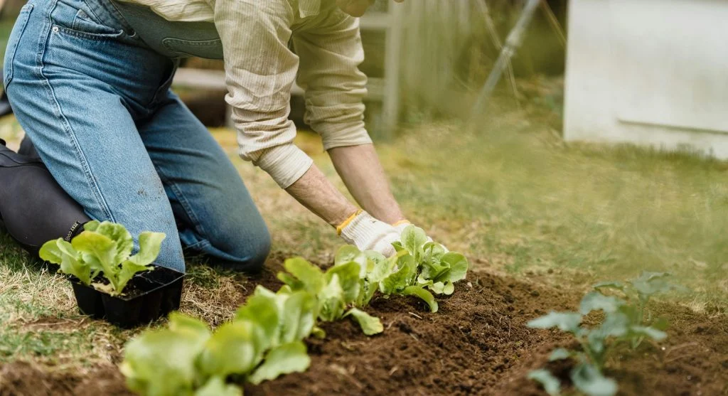 Deeply prepared, loose garden soil in a raised bed ready for carrot planting