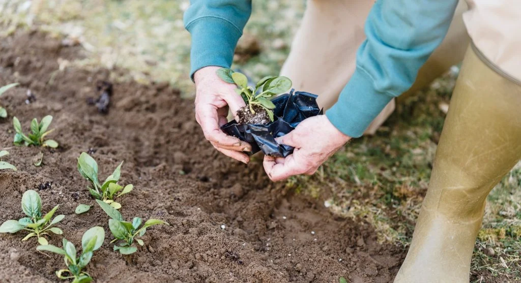 Gardener adding fresh compost to the top of a raised bed to replenish soil level