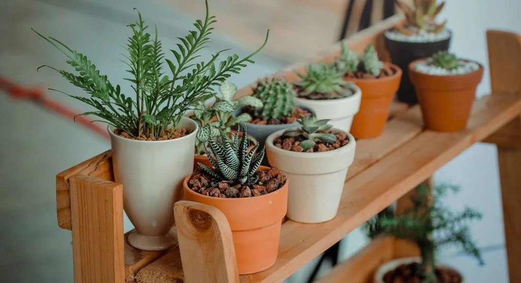 Succulent potted in gritty, fast-draining mix in a terra cotta pot with drainage